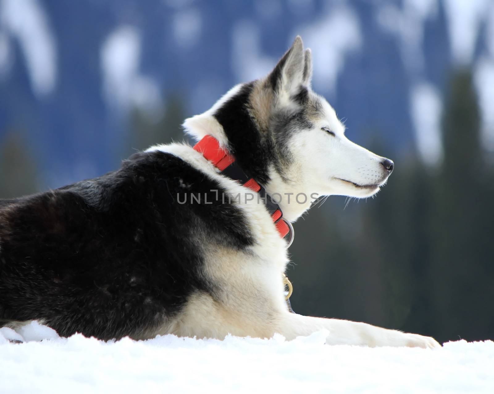 Siberian husky dog resting by Elenaphotos21