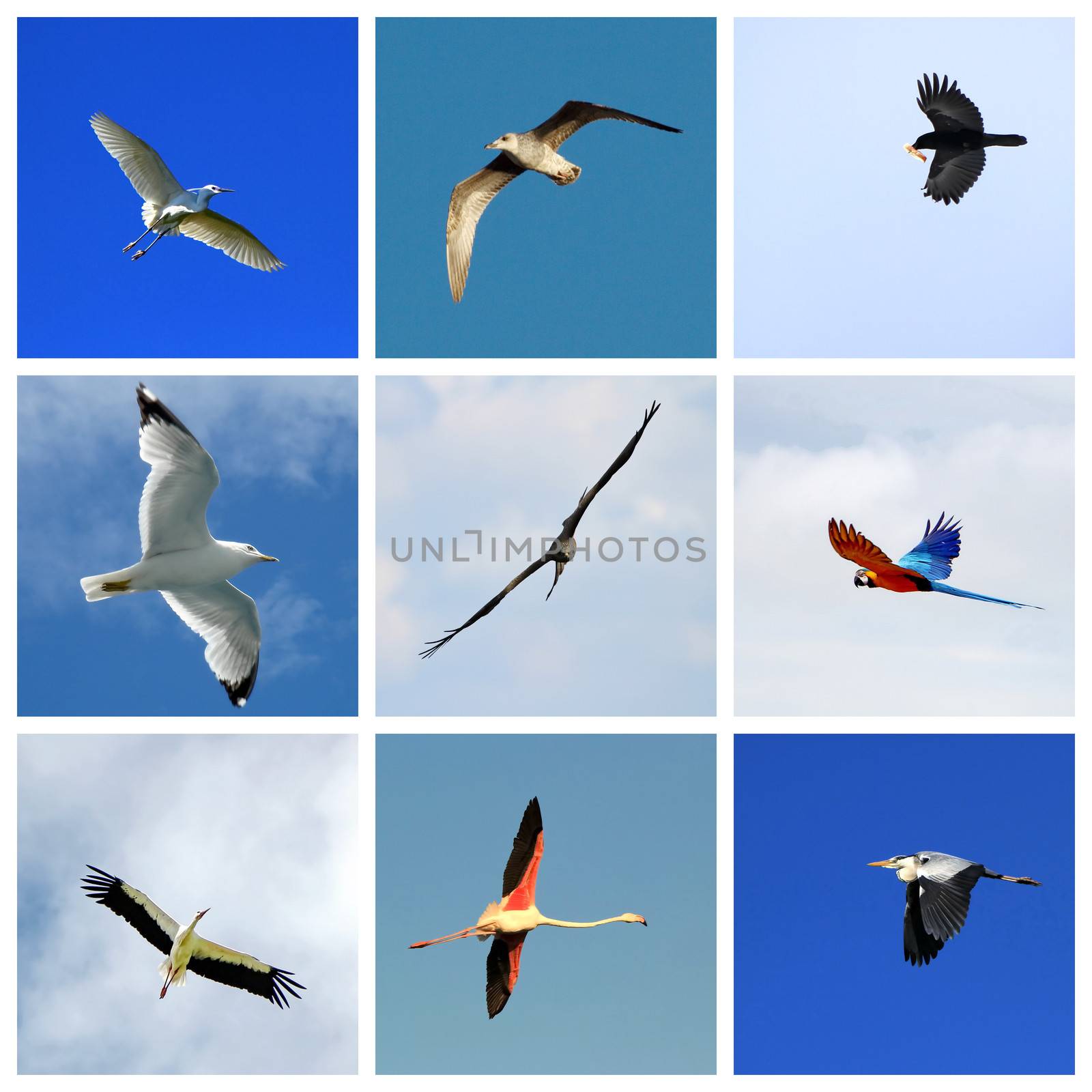 Set of nine flying birds : gull, egret, buzzard, parrot, flamingo, heron, crow