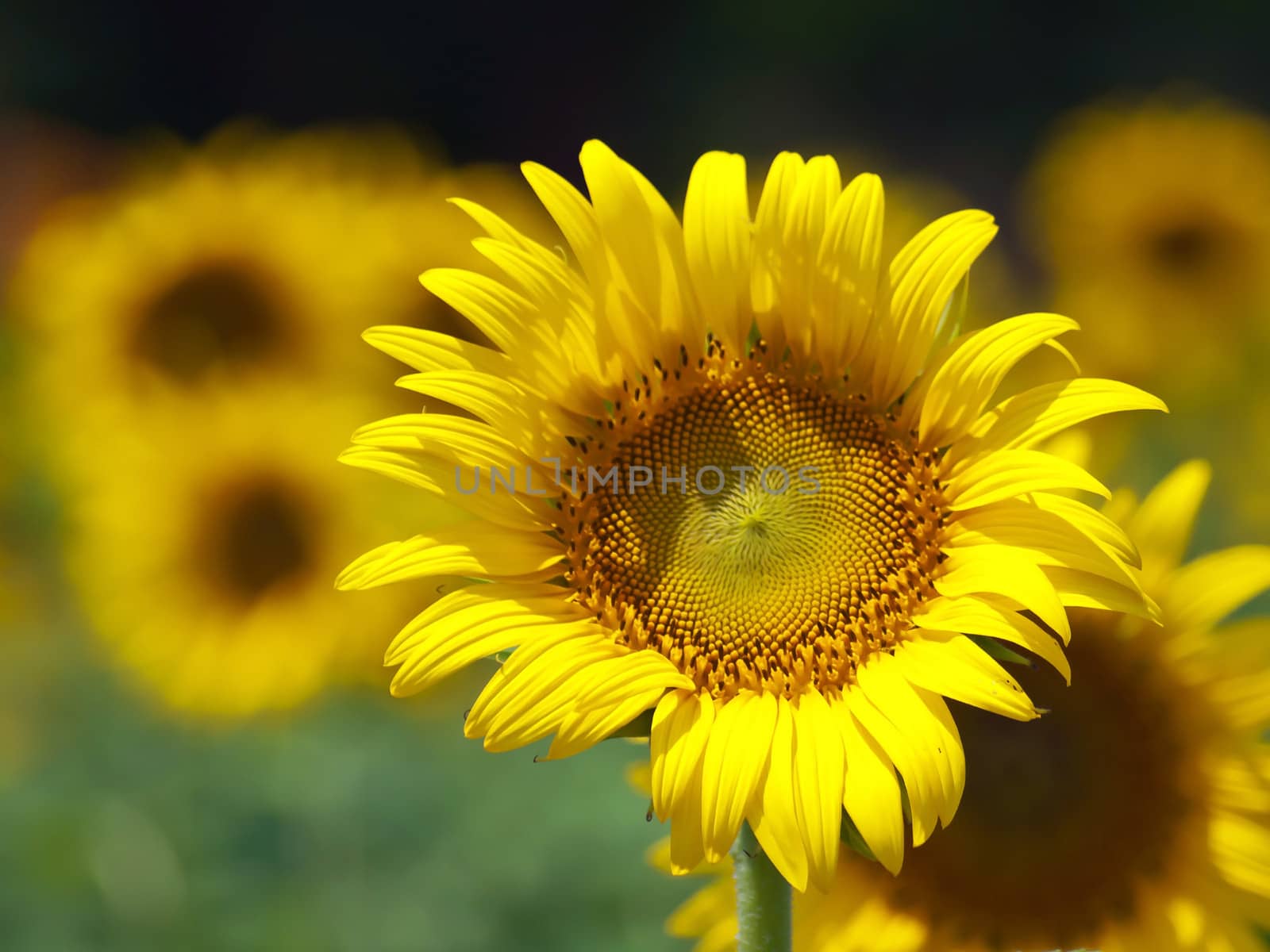 Sunflowers by Exsodus