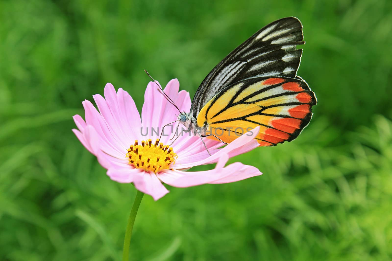 Plain Tiger butterfly feeding on cosmos flower