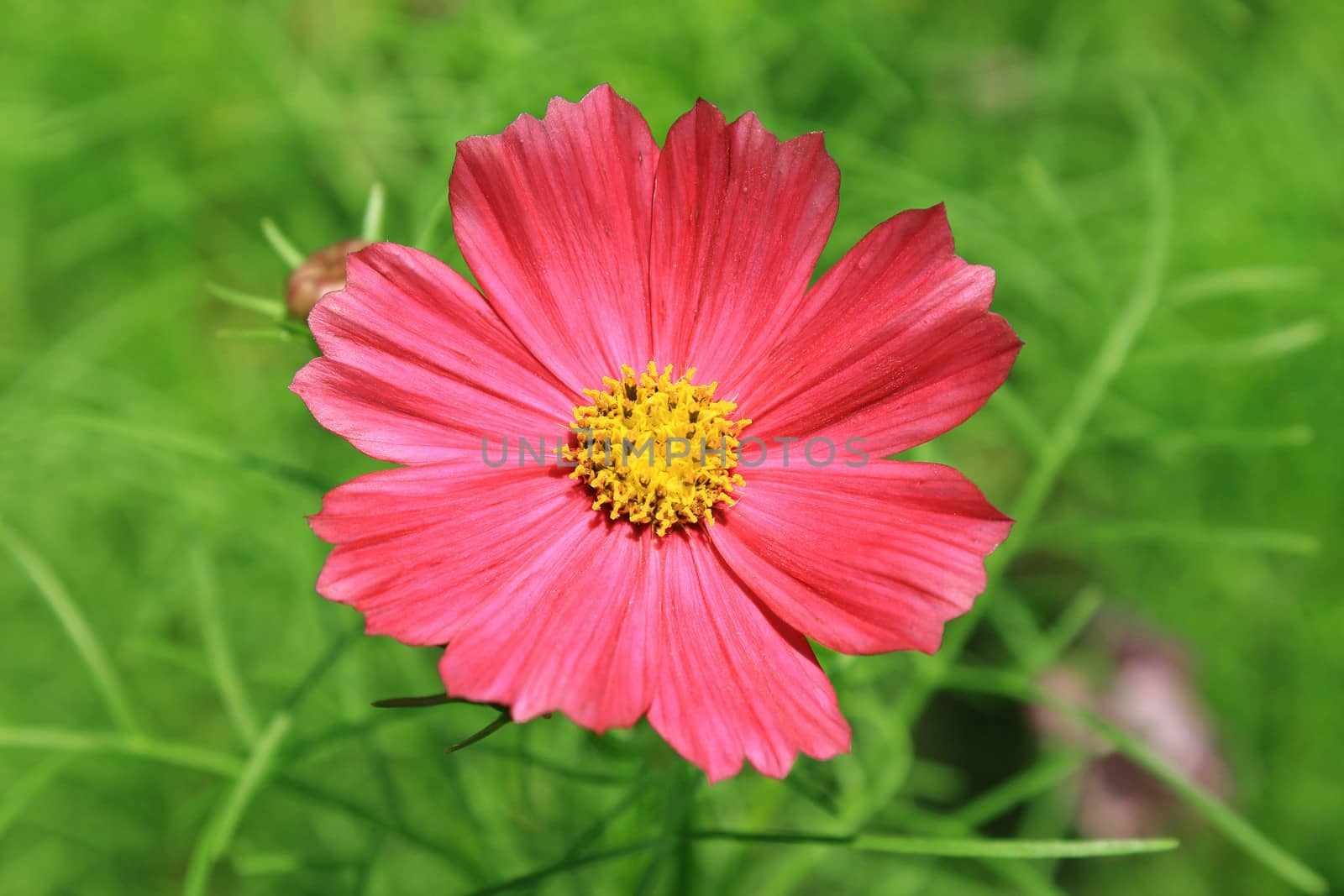 Close-up of Cosmos Flower