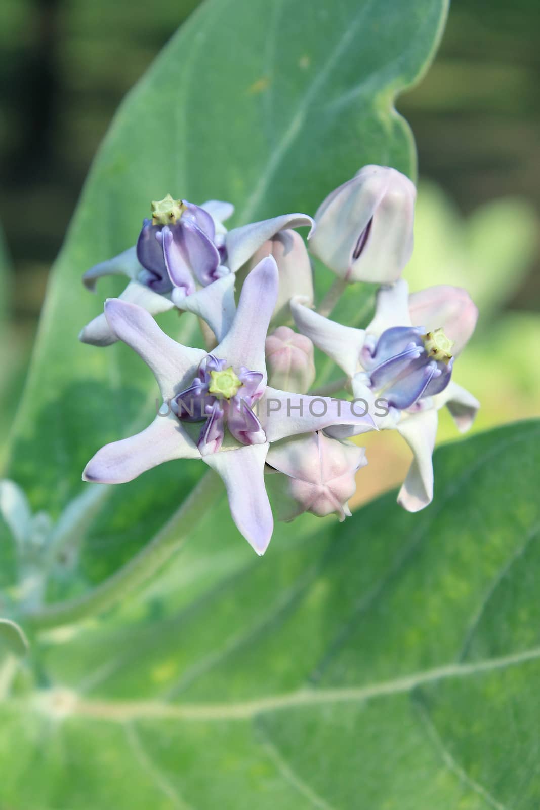 Purple Crown Flower, Giant Indian Milkweed