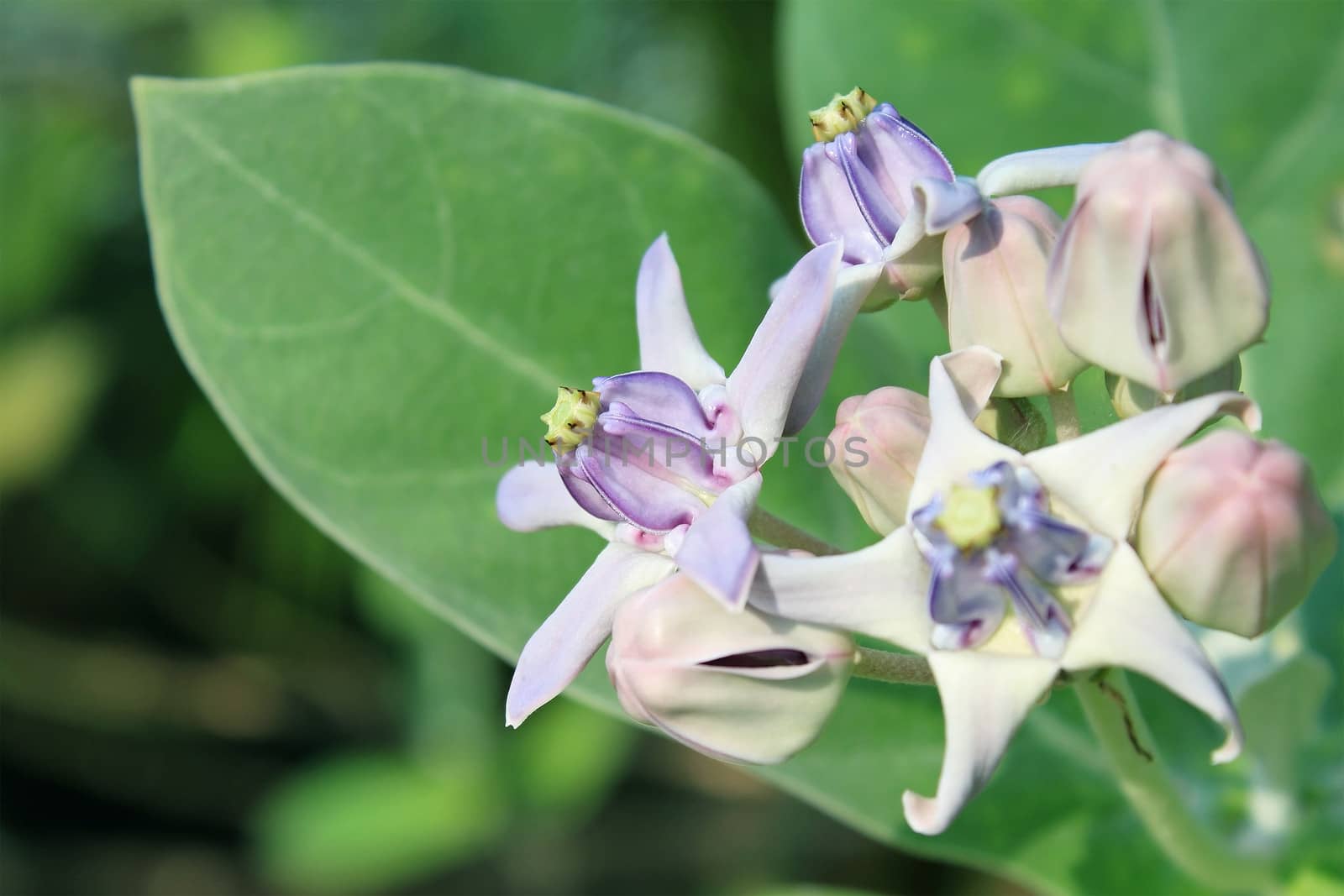 Purple Crown Flower, Giant Indian Milkweed