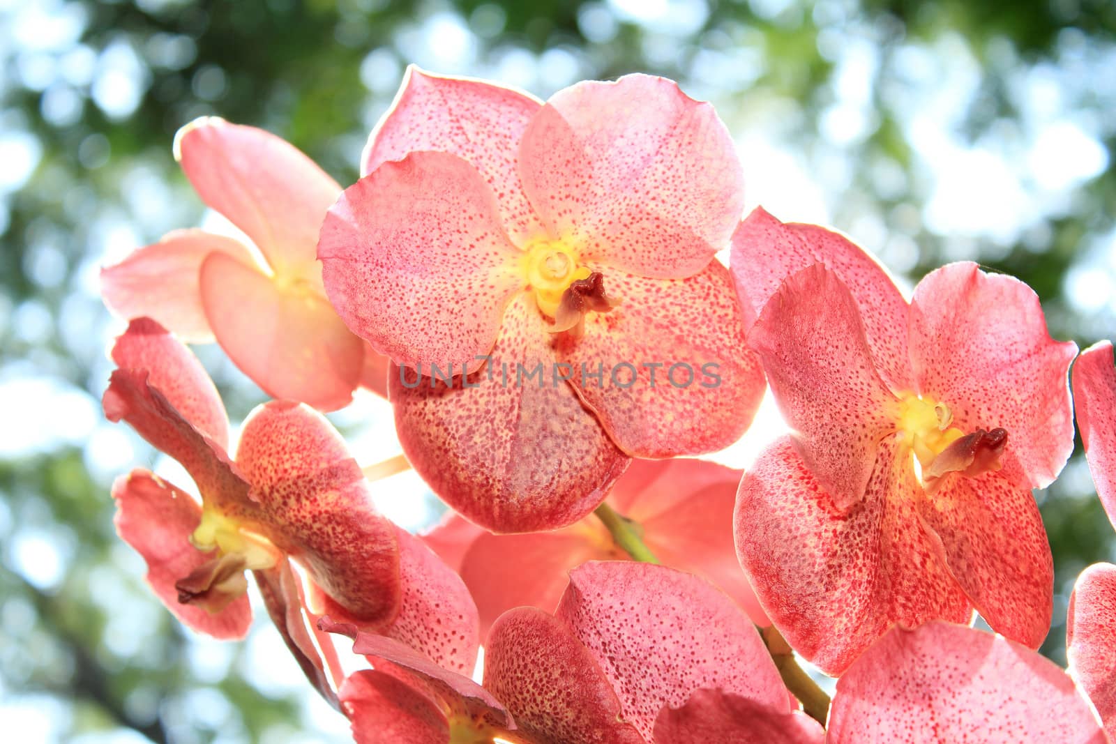 Orange Orchid as floral background