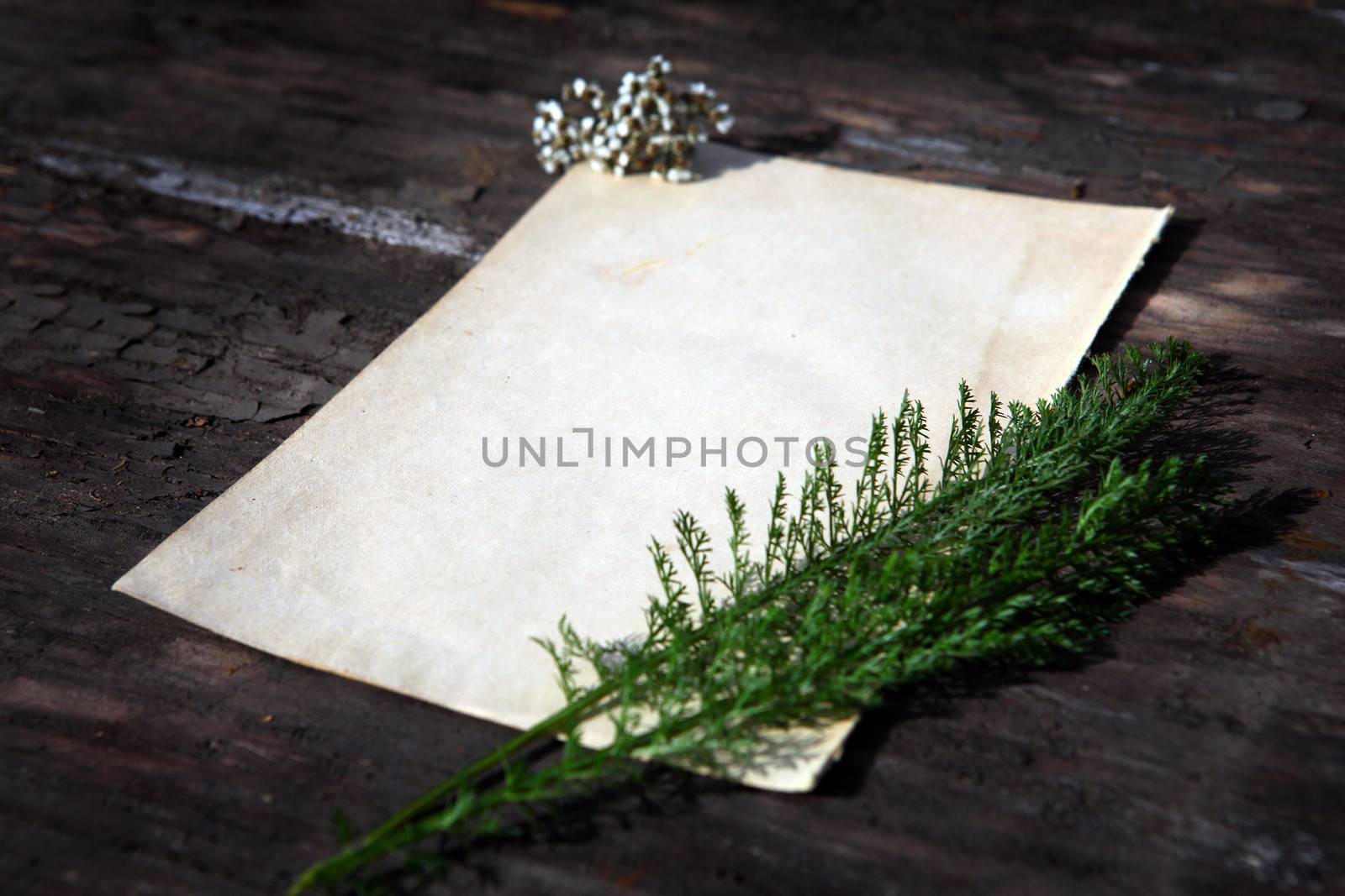 Vintage Paper and Green twig on old wooden wall background