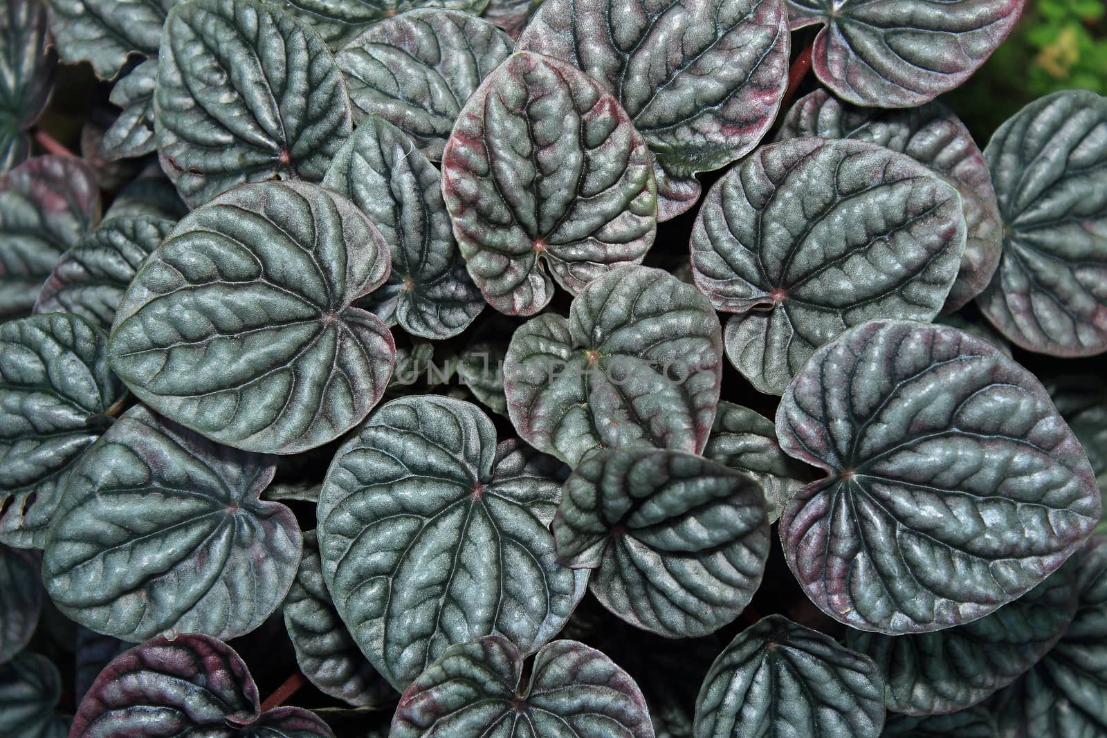 Green Leaves Background