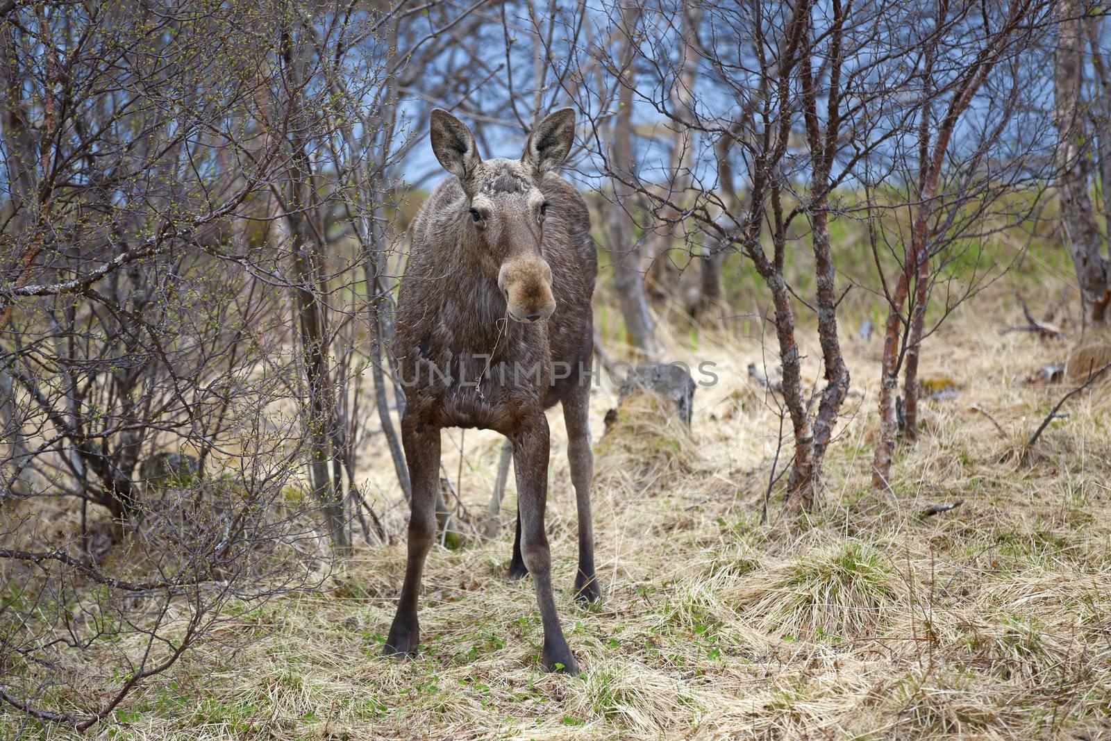 Wild Moose by kjorgen