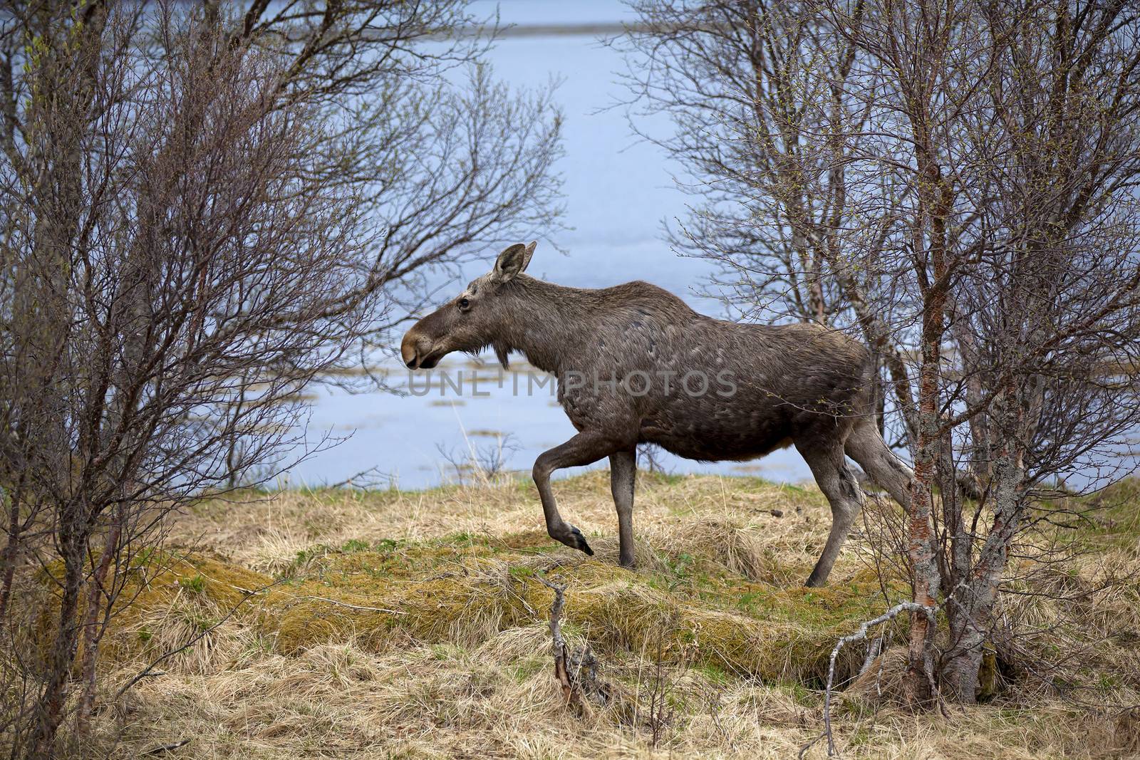 A wild Moose in a Norwegian forest