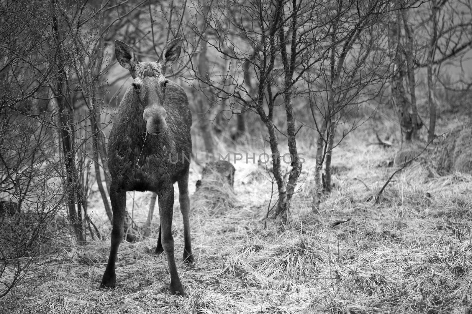 A wild Moose in a Norwegian forest