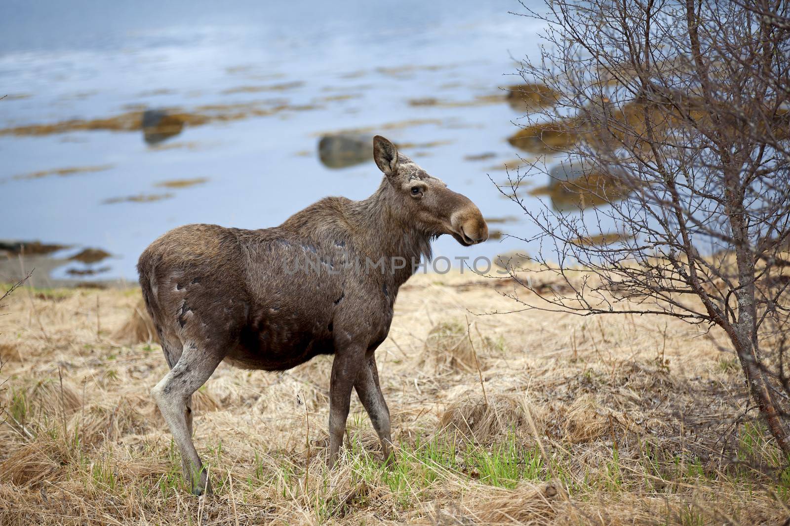 Wild Moose by kjorgen