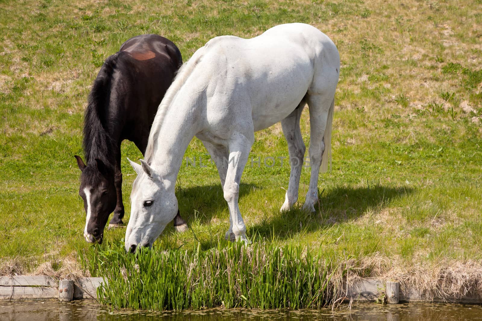 white horse and dark horse grazing together by ahavelaar