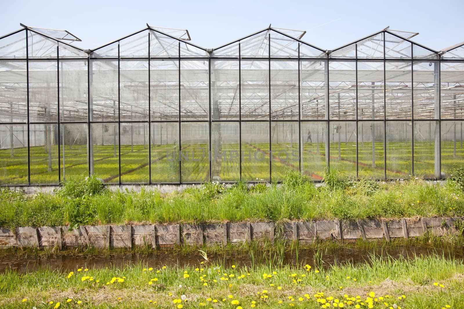 greenhouse in Westland in The Netherlands by ahavelaar
