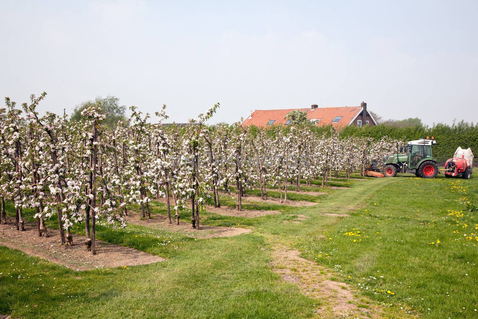 tractor and blooming orchard with farmhouse near Utrecht in The Netherlands