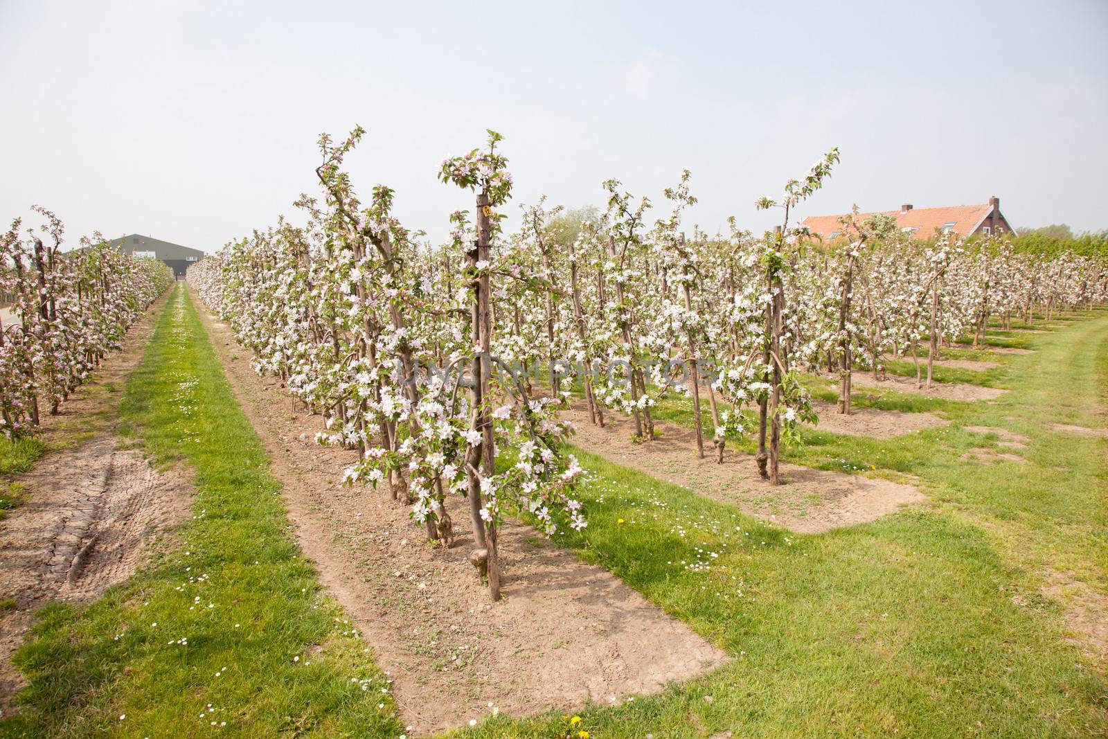 blooming apple orchard and farm house in The Netherlands near Utrecht