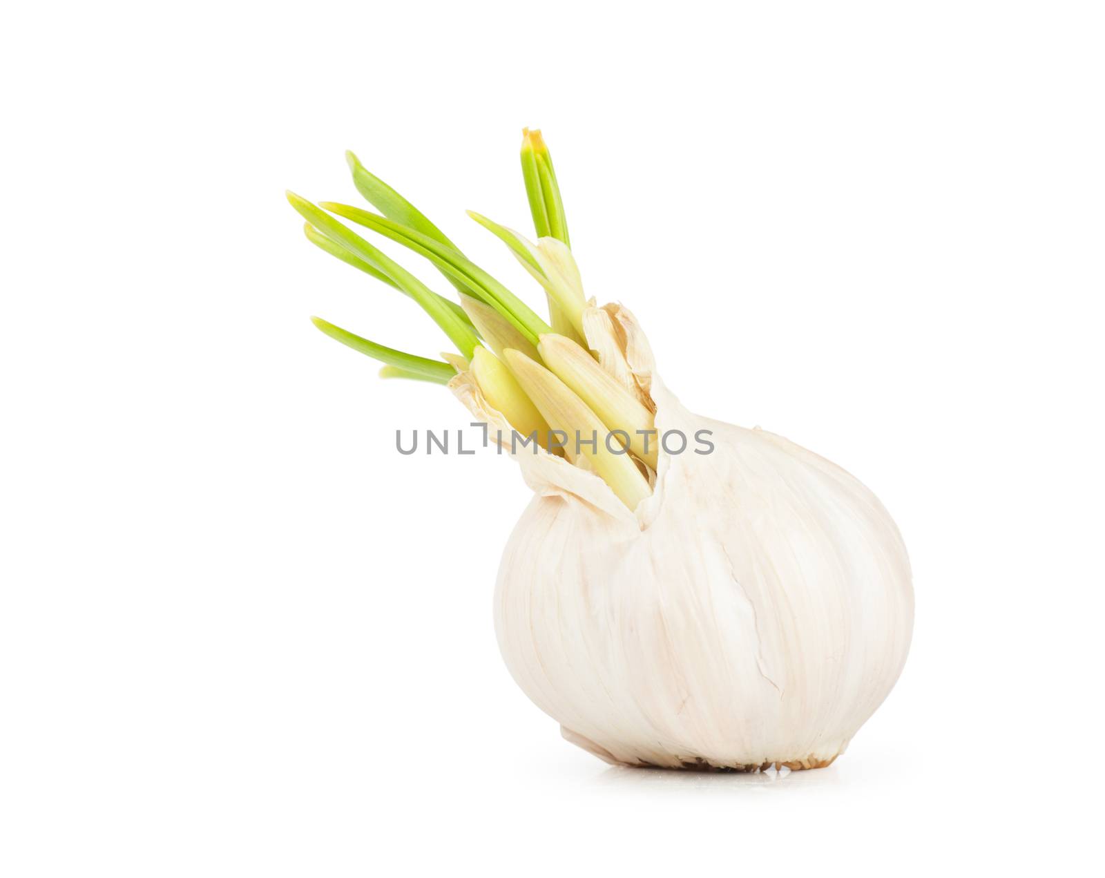 Garlic by AGorohov