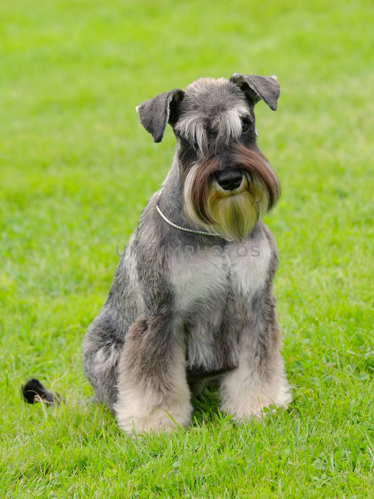 Portrait of Schnauzer Pepper and Salt dog