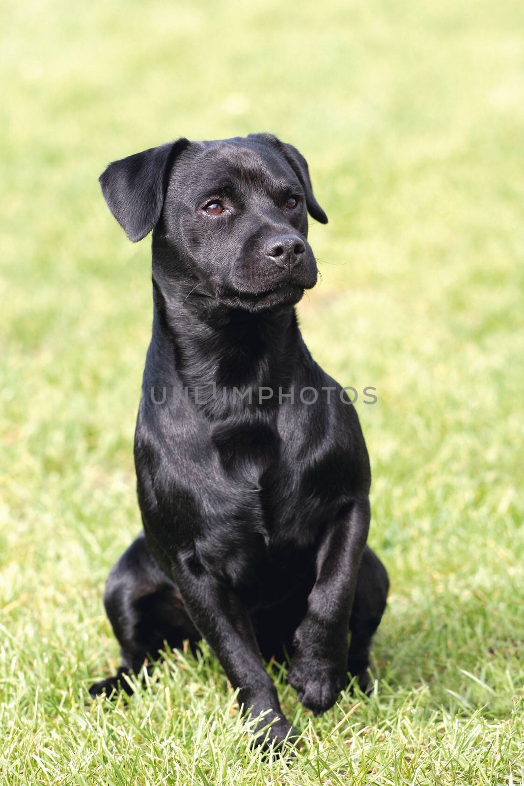 Black Patterdale Terrier dog on a meadow