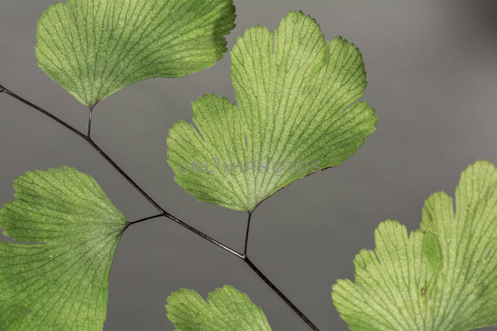 Close up shot of small leaf with fine detail 