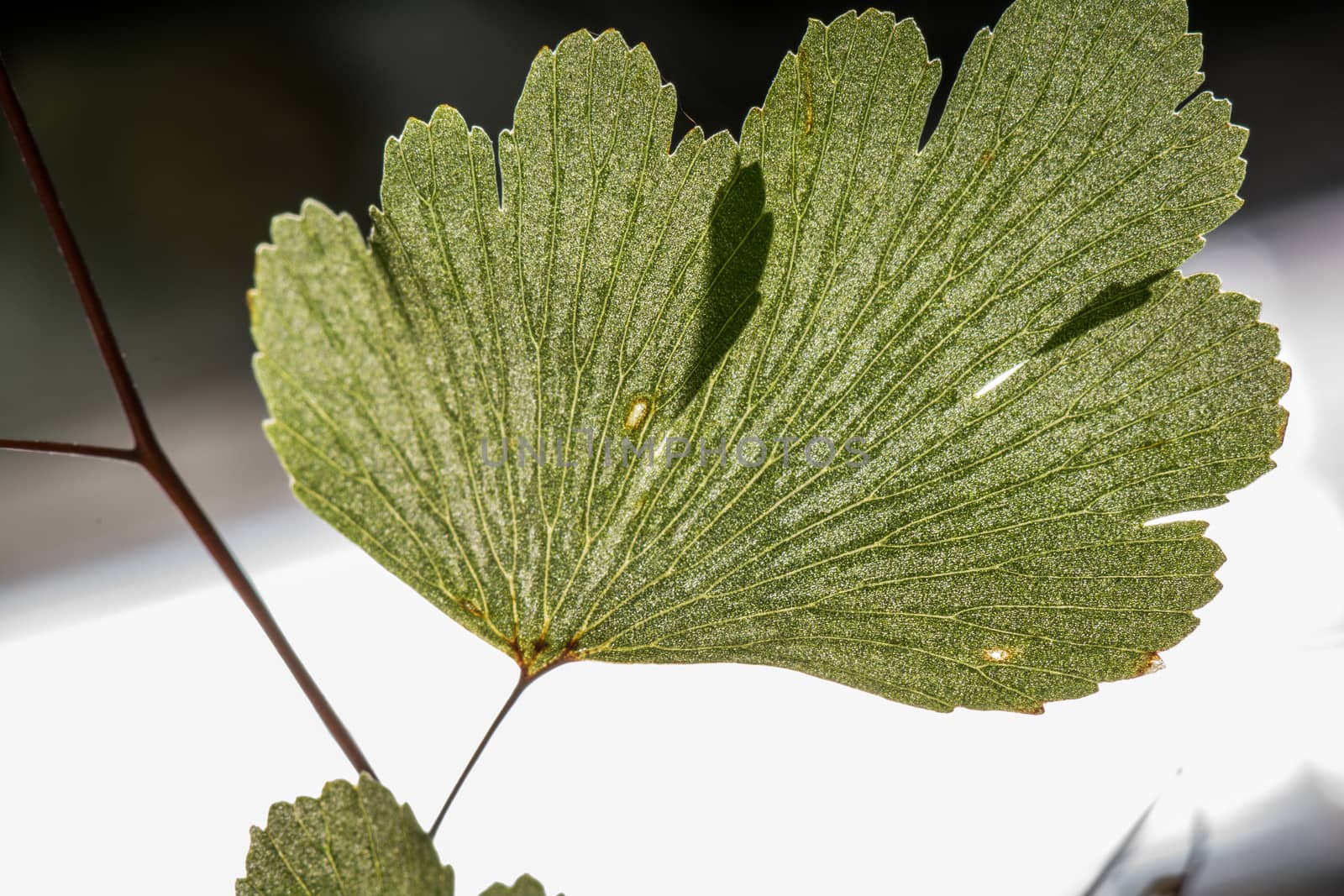 Close up shot of small leaf with fine detail 