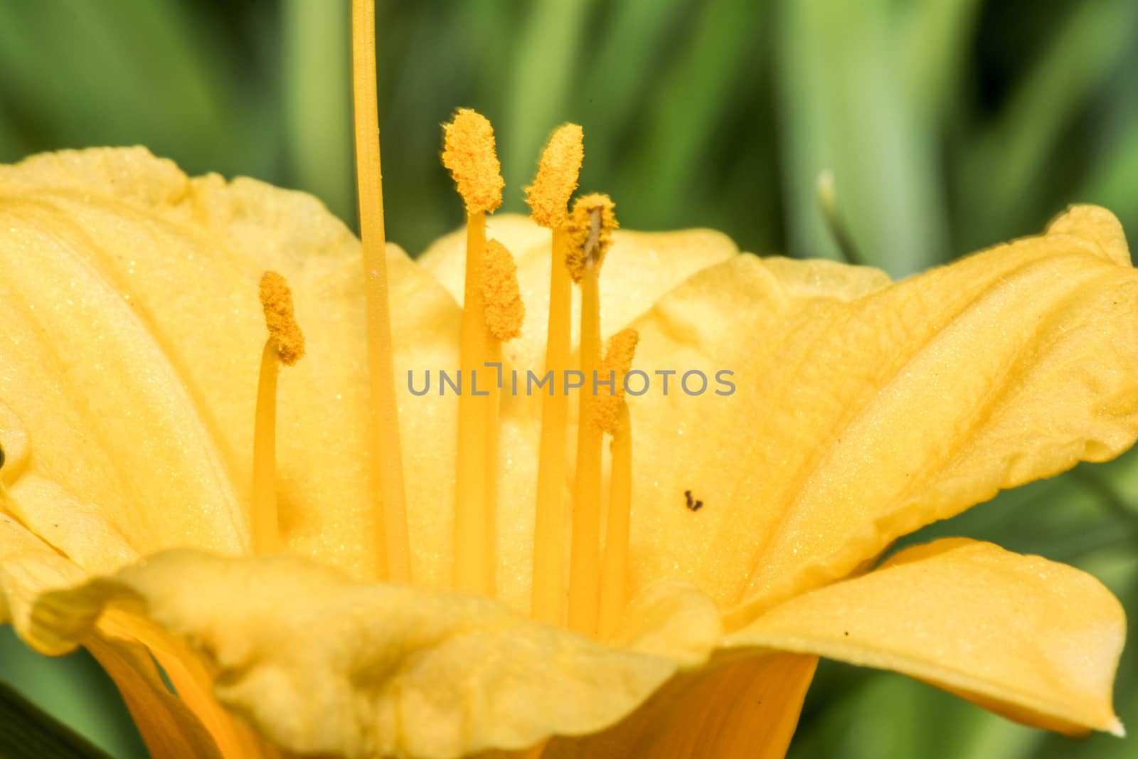 Close up shot of flowers with fine detail  by IVYPHOTOS