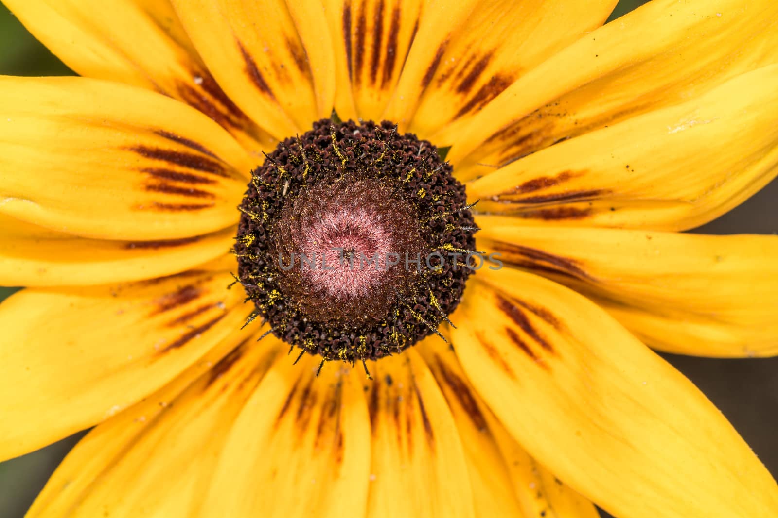 Detailed closeup photo of sunflower in garden  by IVYPHOTOS