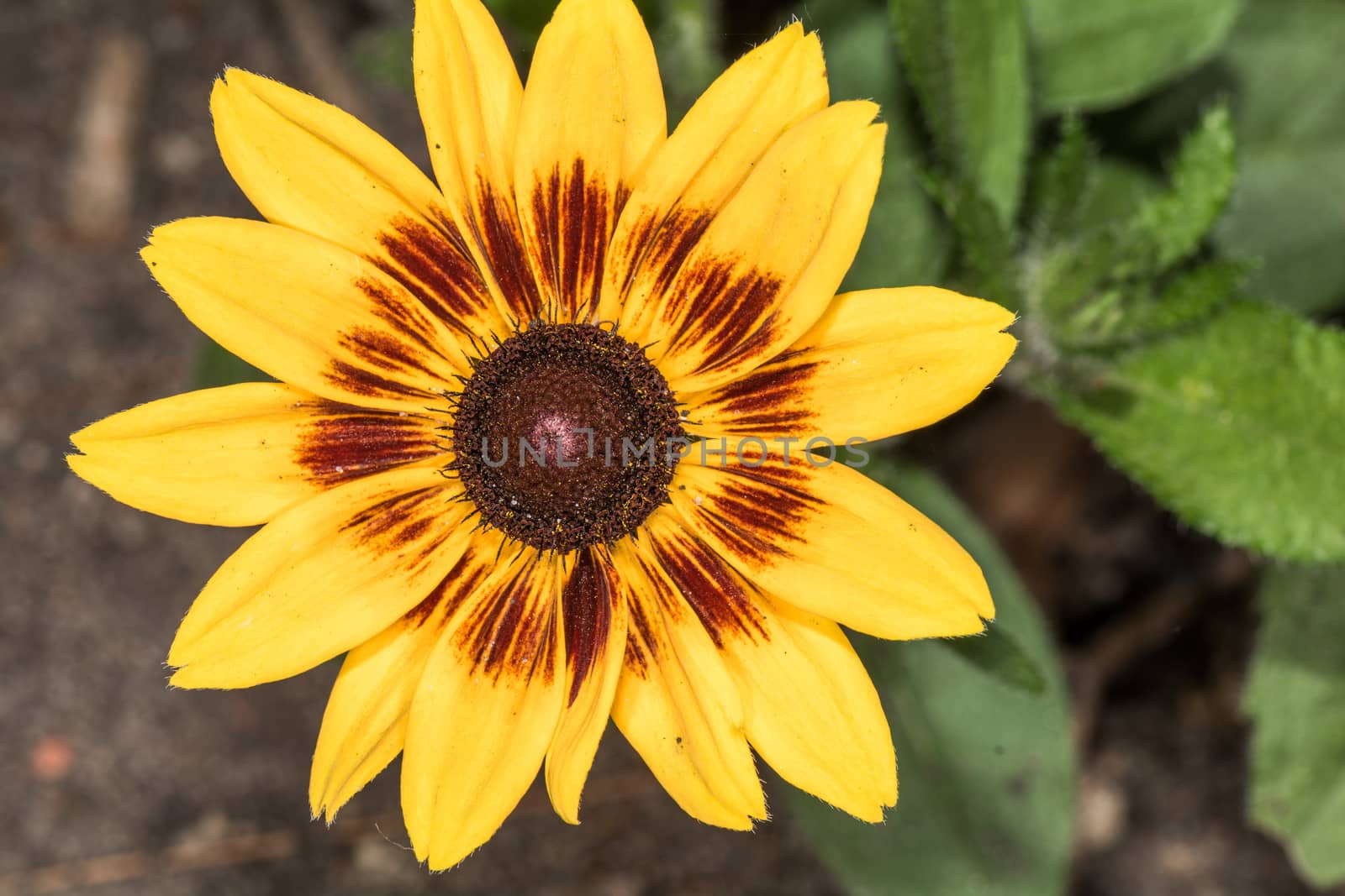 Detailed closeup photo of sunflower in garden  by IVYPHOTOS