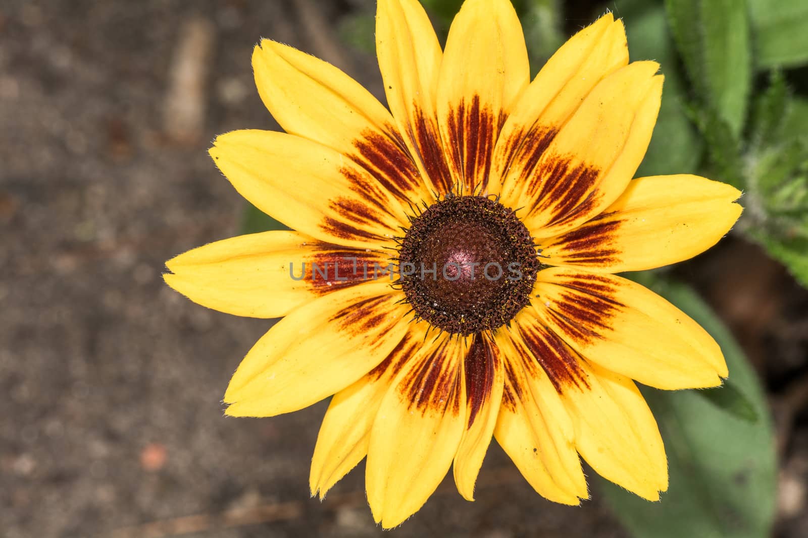 Detailed closeup photo of sunflower in garden  by IVYPHOTOS