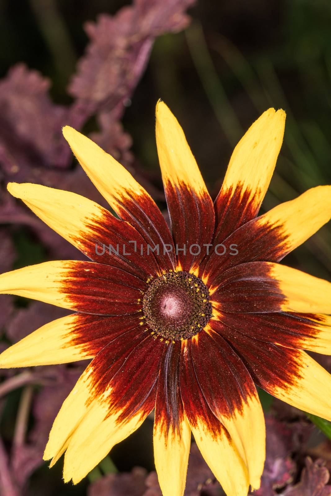 Detailed closeup photo of sunflower in garden  by IVYPHOTOS