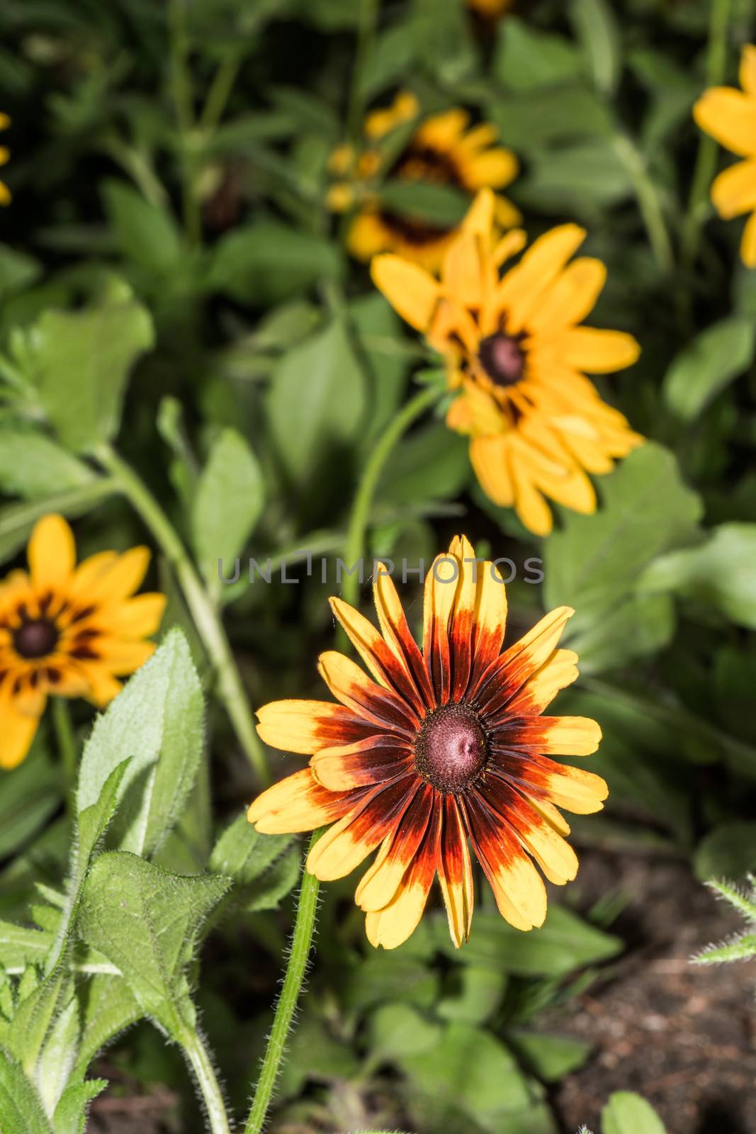 Detailed closeup photo of sunflower in garden  by IVYPHOTOS