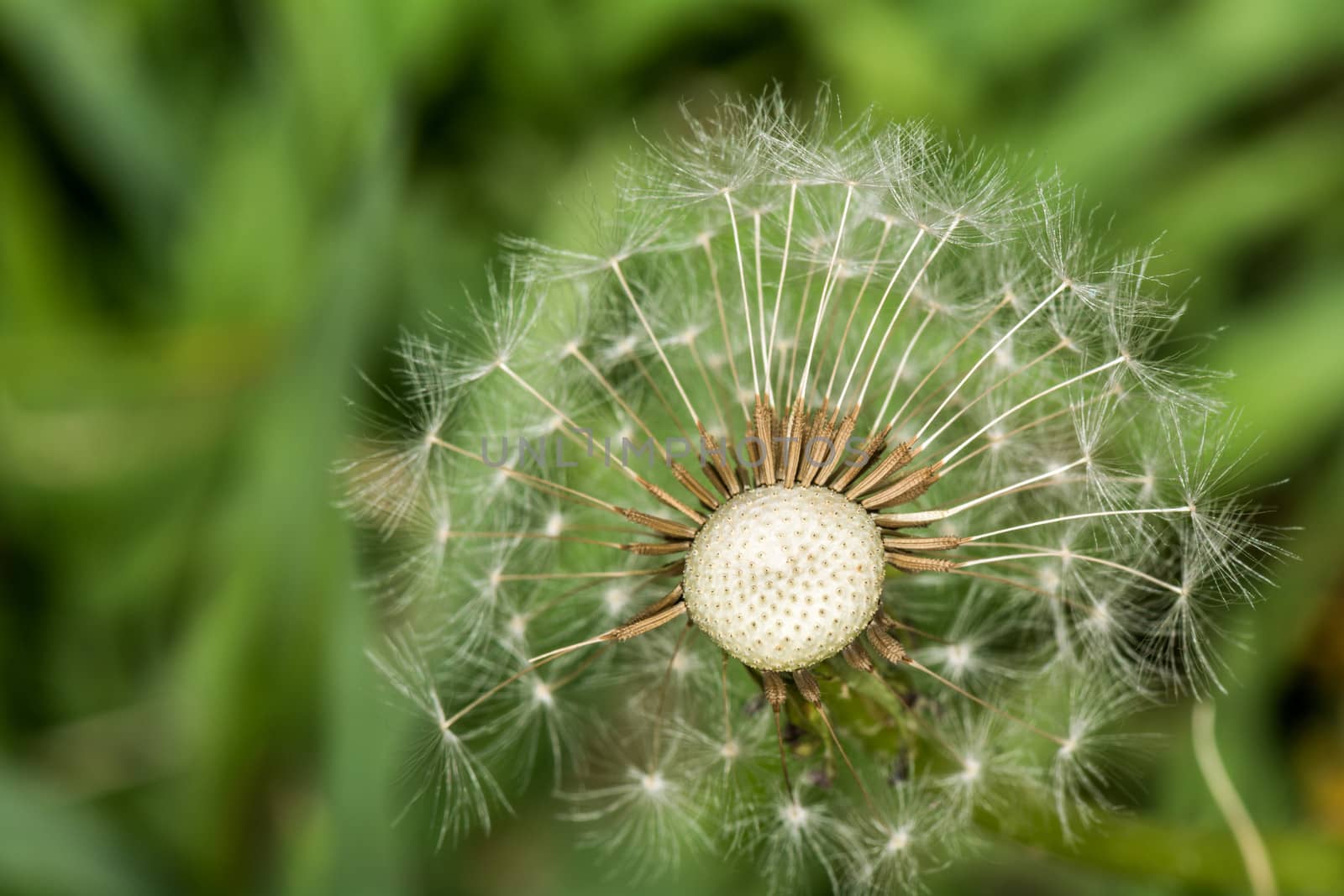 Dandelion losing its seeds  by IVYPHOTOS