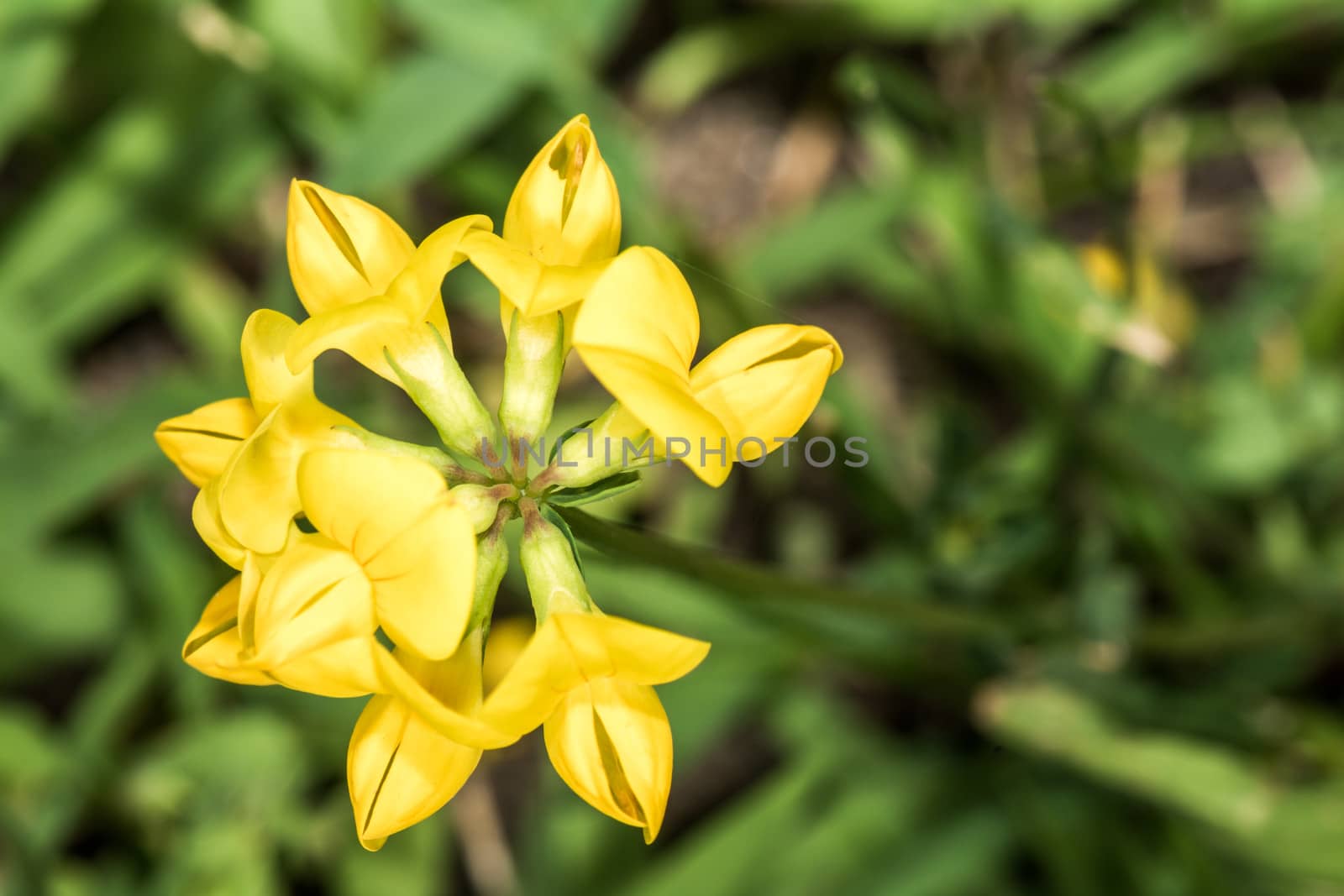 Coreopsis flower in summer time from macro photography