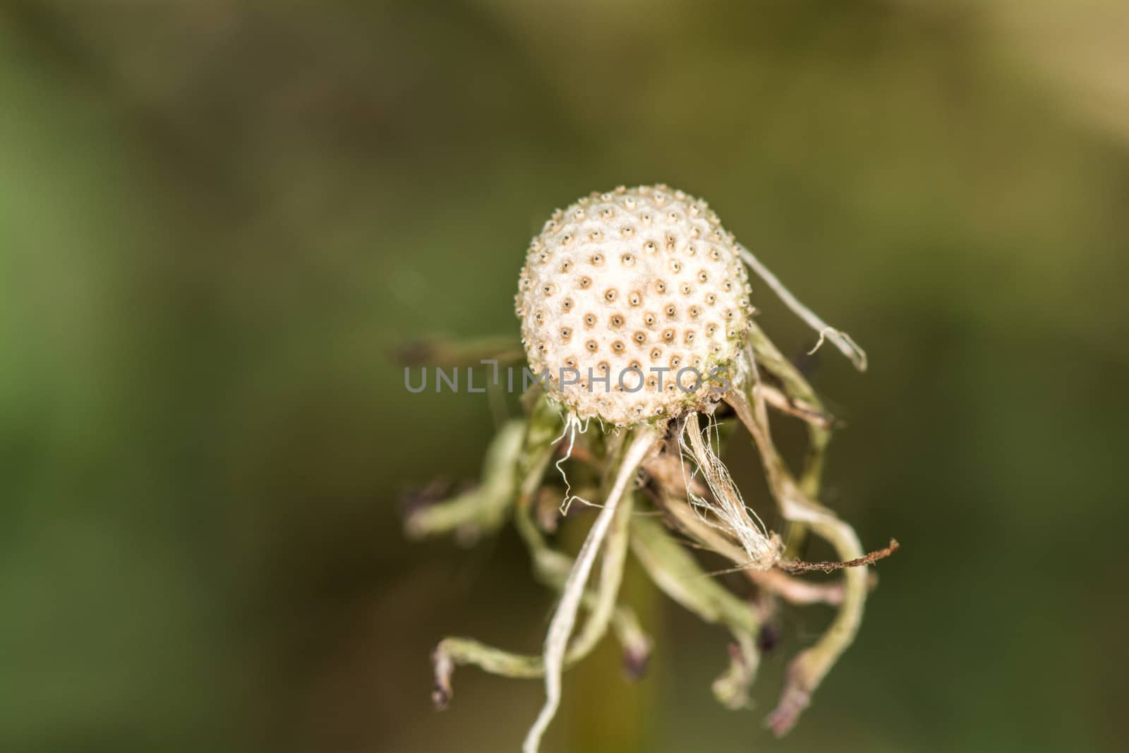 Seedless dandelion seed head symbolizes life end