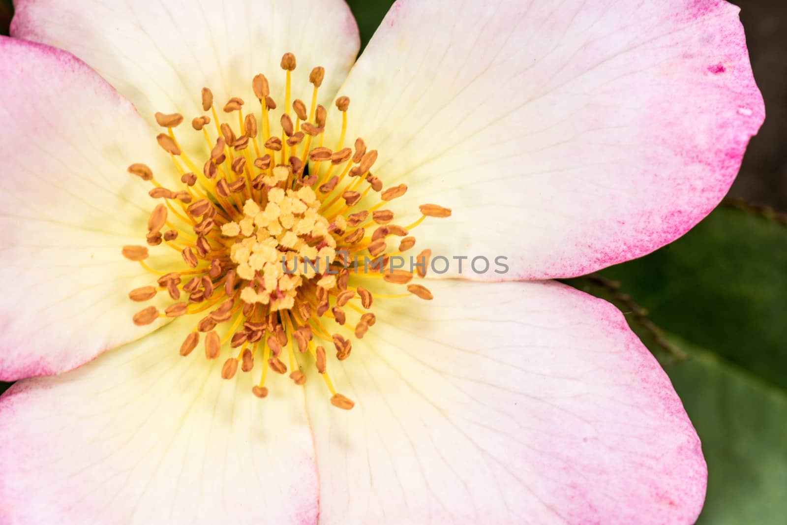 Macro photography of Eglantine Sweet briar flower blossom in summer time 