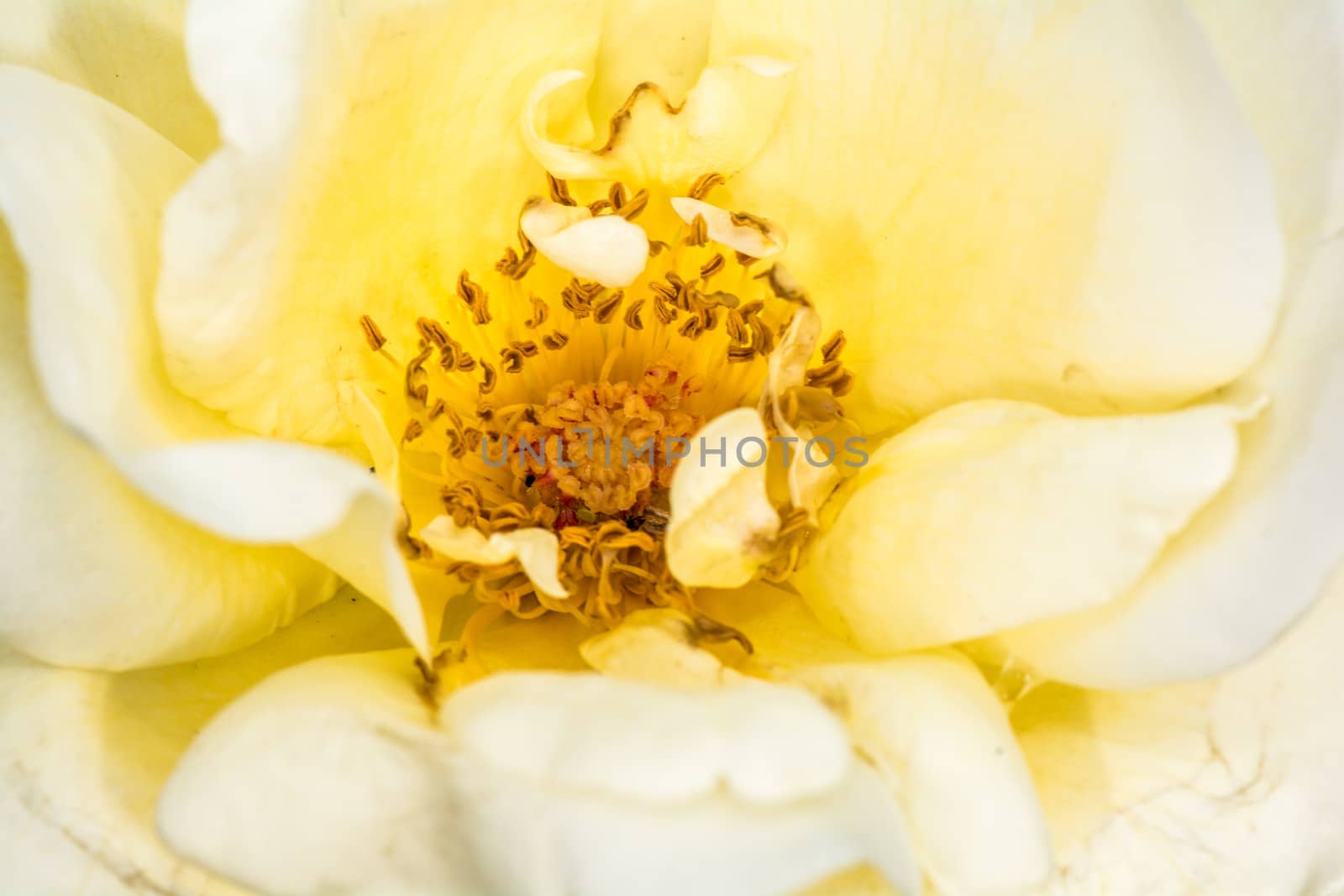 Eglantine Sweet briar flower blossom by IVYPHOTOS
