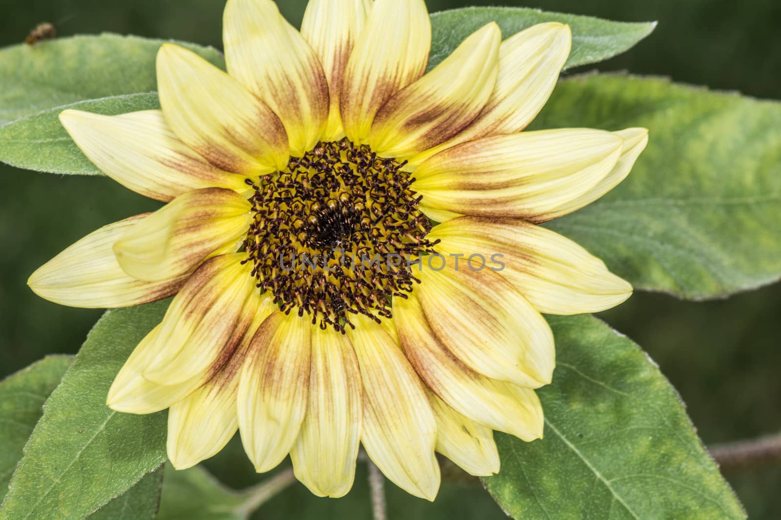 Close up detail of Daisy flower blossom in summer time 