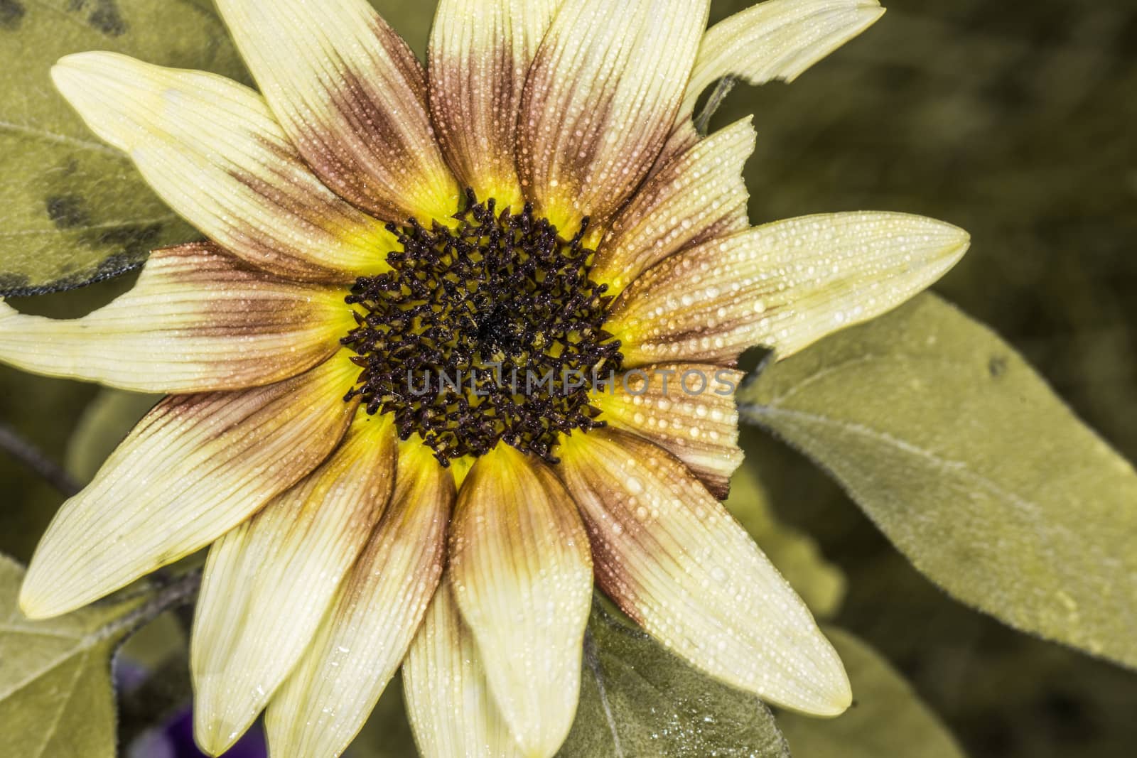 Daisy flower with broken petals  by IVYPHOTOS