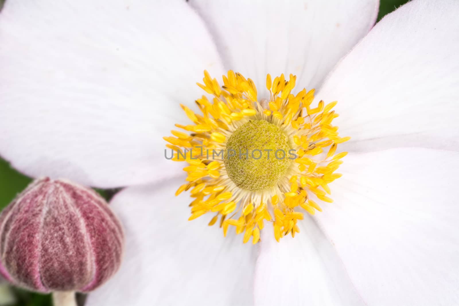 Christmas Rose flower blossom  by IVYPHOTOS