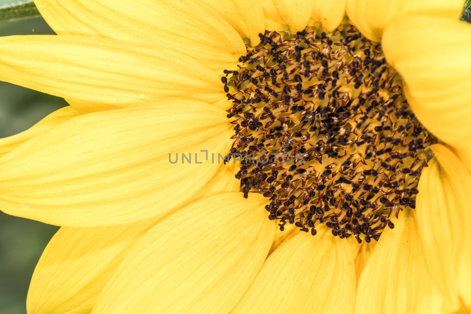 Sunflower in summer time  by IVYPHOTOS