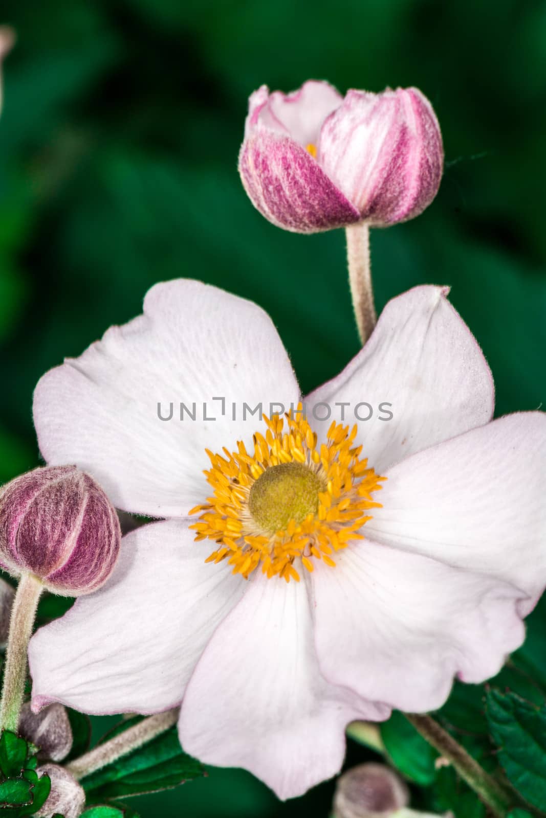 Macro photography of Christmas Rose flower blossom in summer