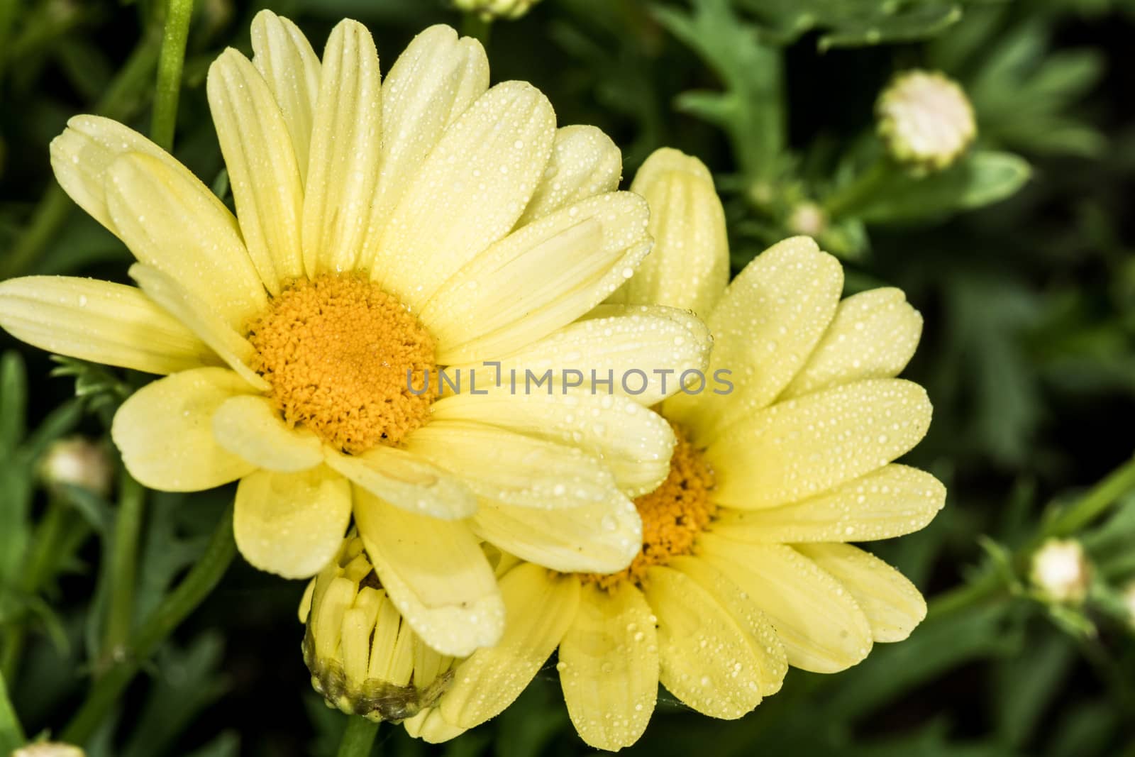 Leucantehmum flower blooming in summer time  by IVYPHOTOS