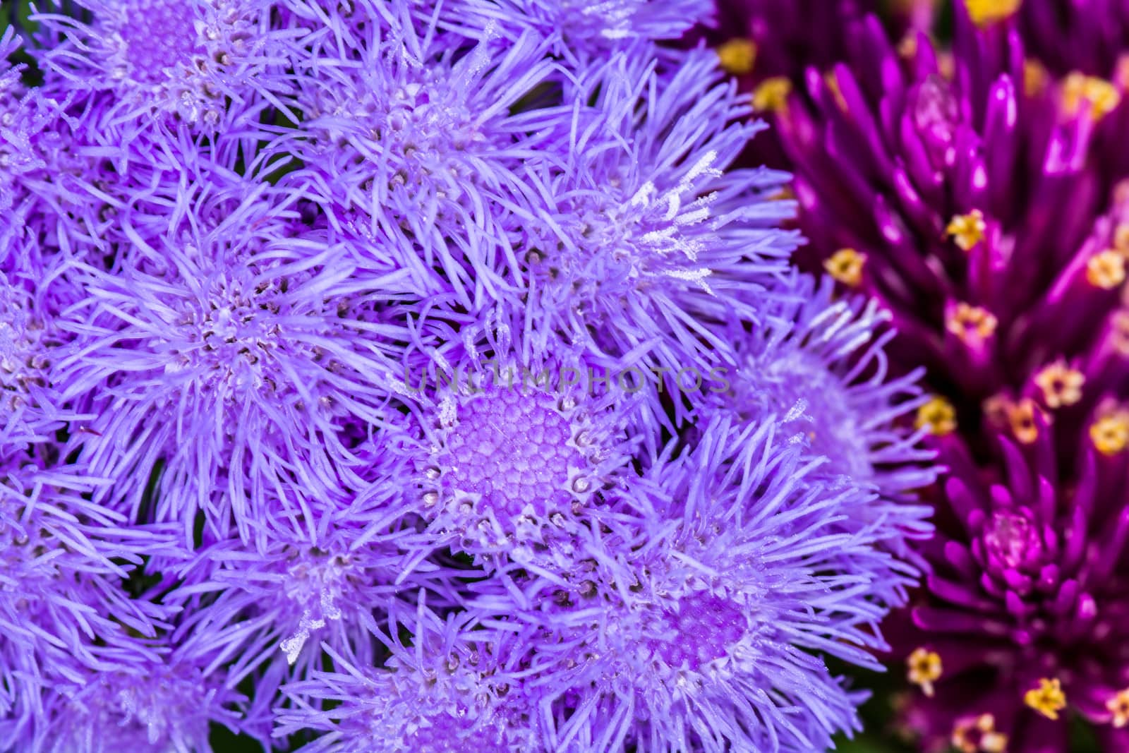 Macro photography of a bunch of thistle flower in summer time 