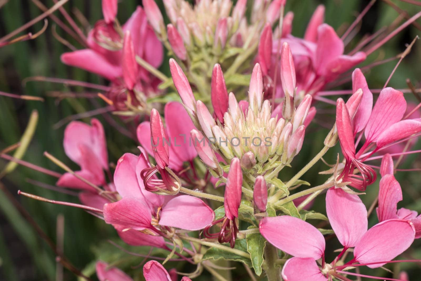Macro photography of spider flower blooming in summer