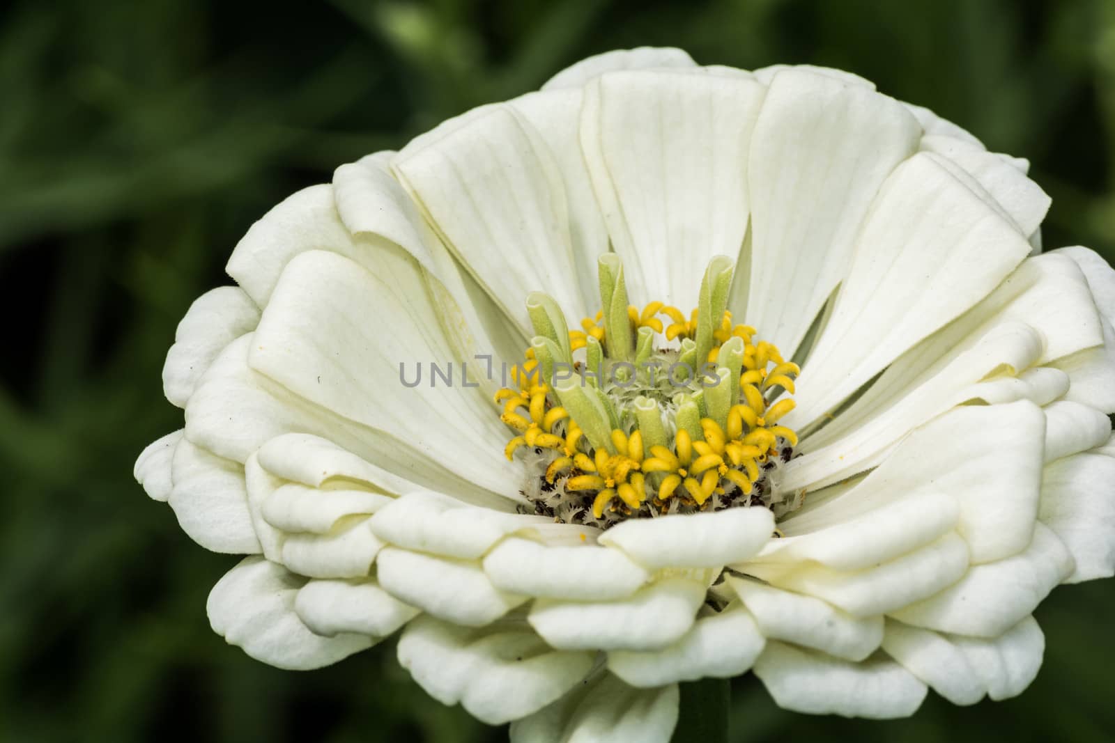 Macro photography of White Zinnia flower blossom in summer 