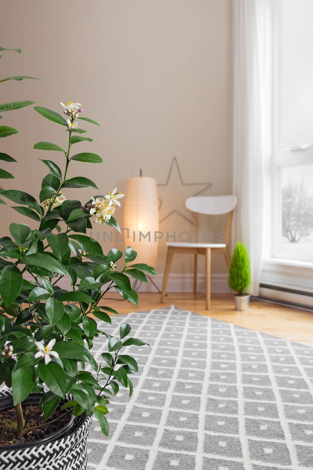 Blooming lemon tree in a spacious living room with modern decor.