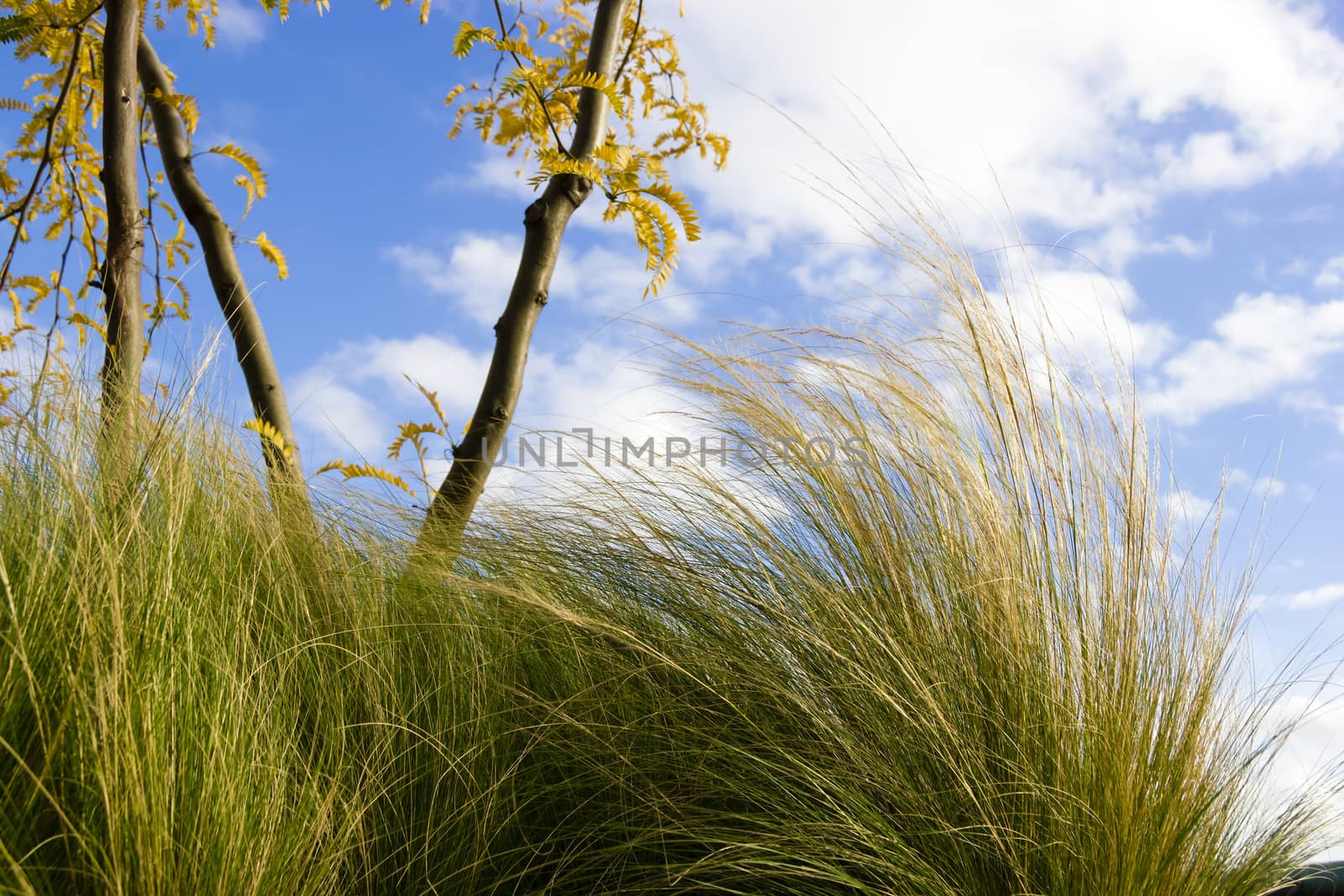 Green Grass against Blue Sky in windy weather by Tetyana