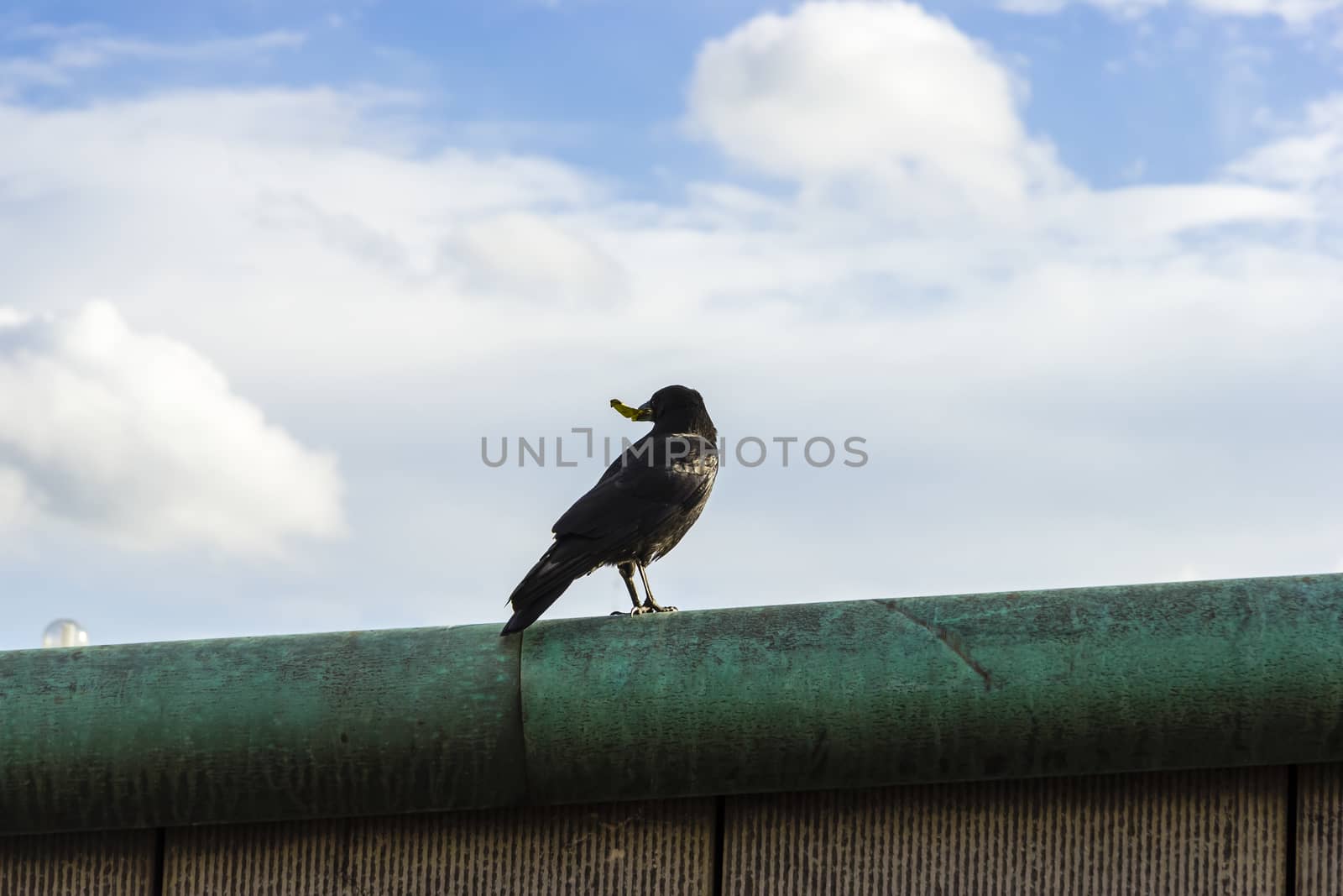 crow with a piece of food in its beak