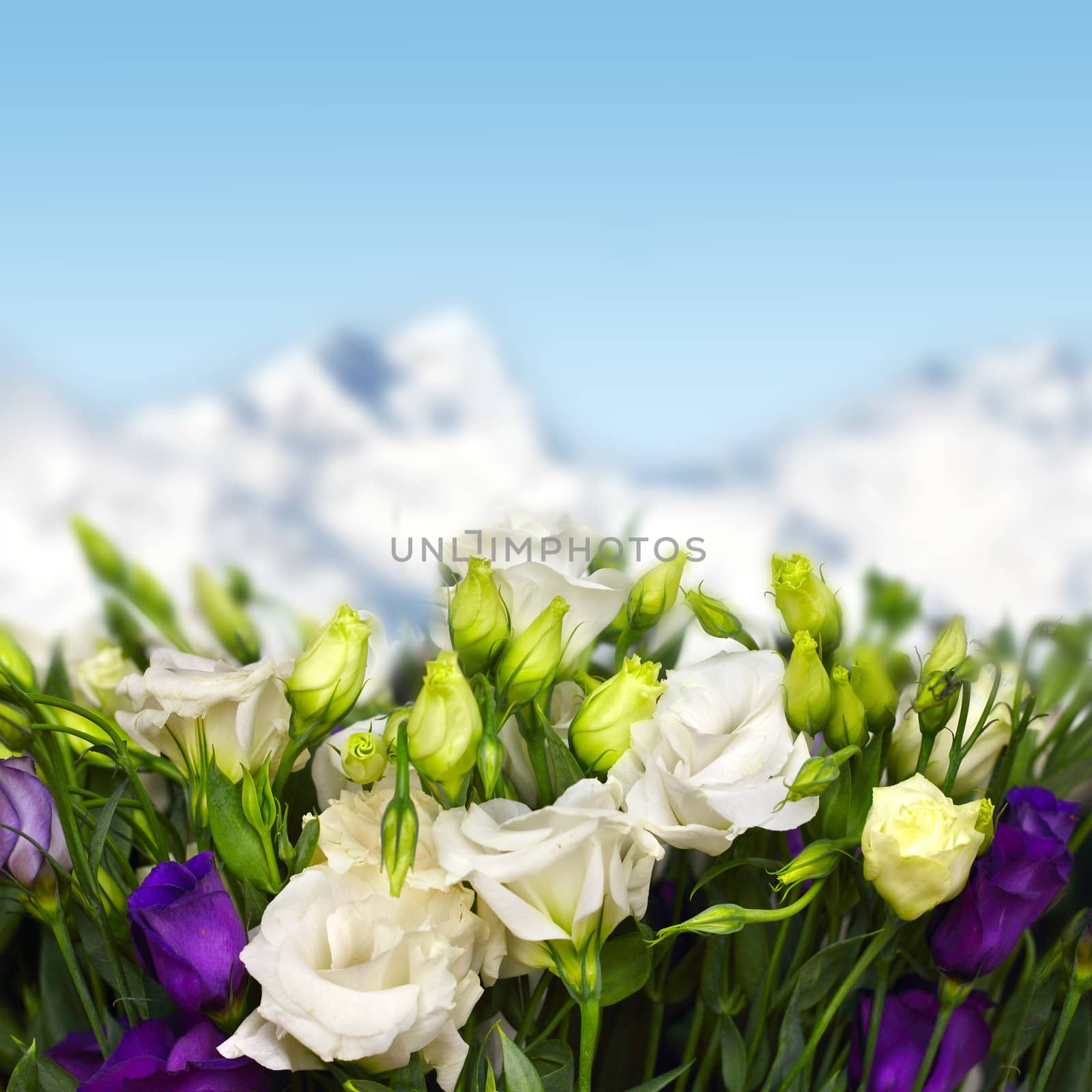 white and violet lisianthus flowers in mountains
