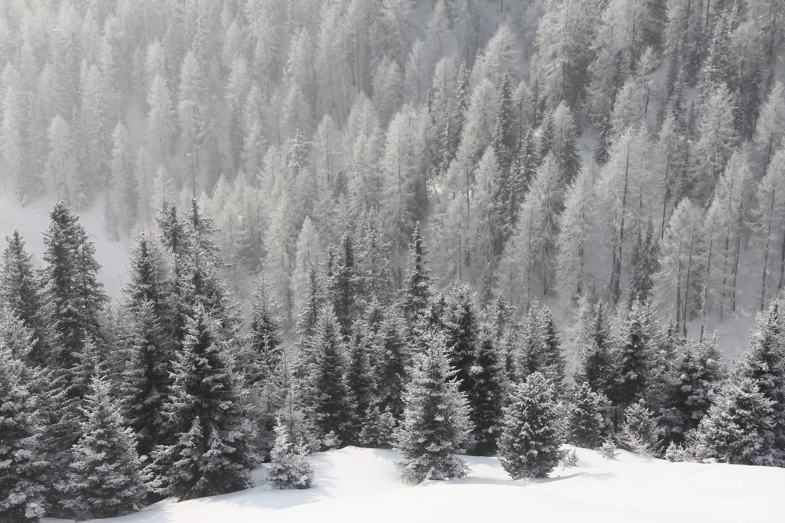 Winter mountain forest by destillat