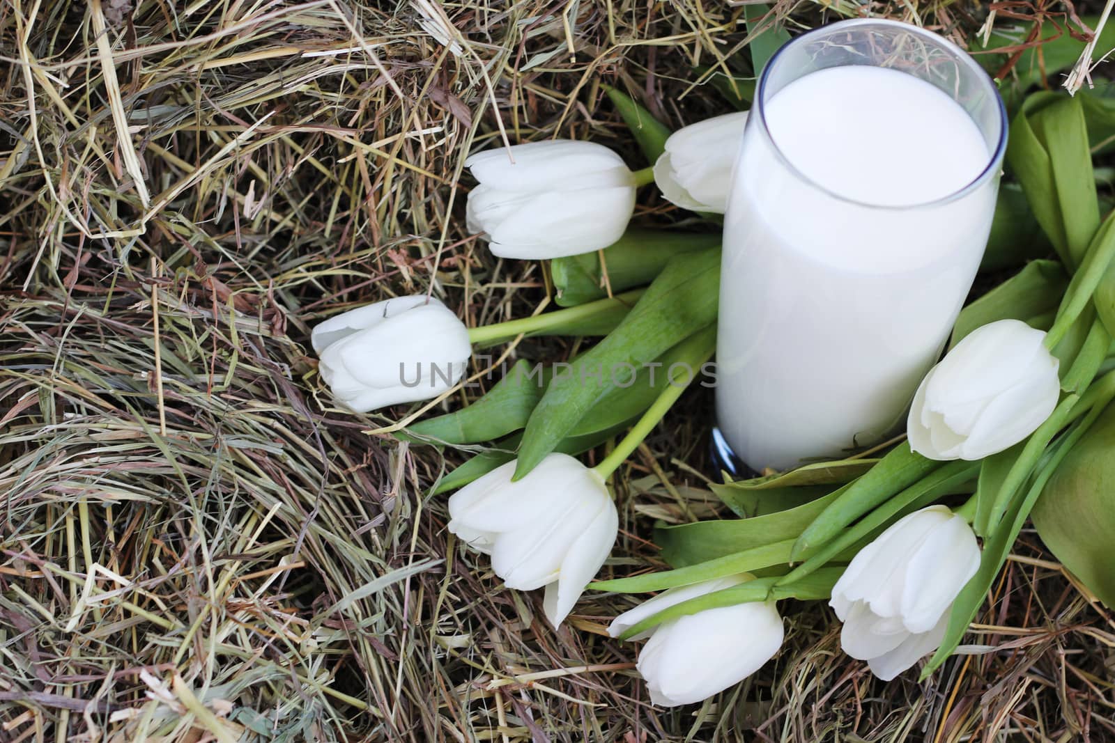 Glass of milk and white tulips on hay by destillat