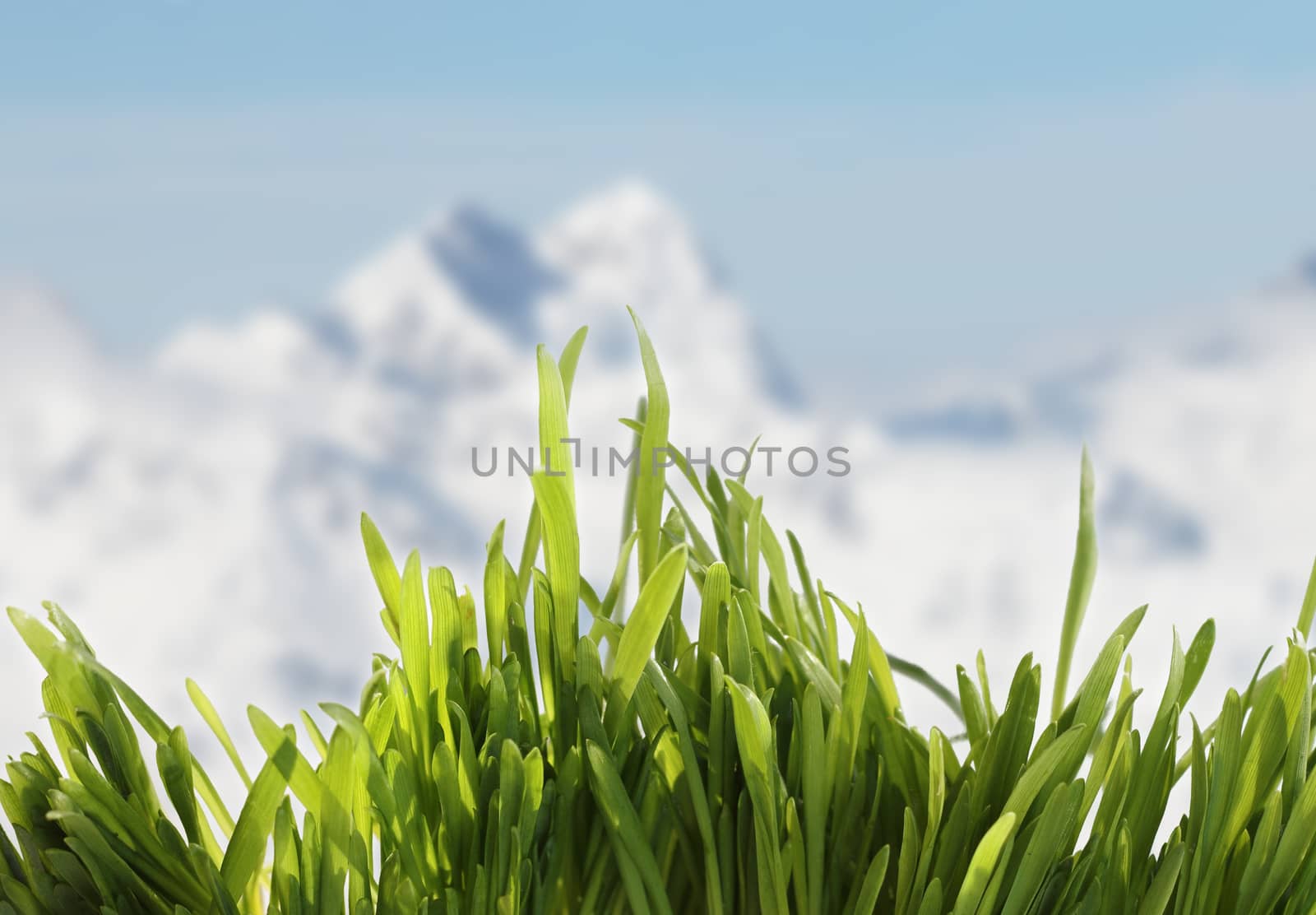 Fresh green spring grass in high mountains